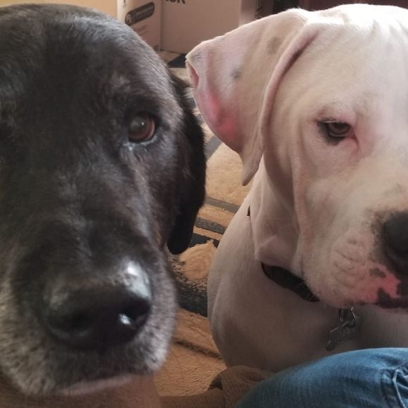 Meet your Posher, Dawn - Picture 1 of 1